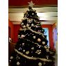 Quentin Moeskops's Christmas tree from Wagnelée, Belgique