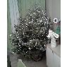 Noemi's Christmas tree from España