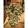 Phil & Stasi Clark's Christmas tree from Littleton, CO, USA