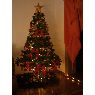 Patrick's Christmas tree from Vorarlberg, Austria