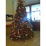 Martha Tavarez's Christmas tree from San Pedro de Macoris, Republica Dominicana