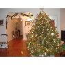 Jose Pena's Christmas tree from Forest Hills, NY, USA