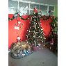 Rodrigo Mallea's Christmas tree from Santiago, Chile
