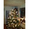 Stefan's Christmas tree from Stockholm, Sweden