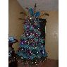 HECTOR's Christmas tree from McAllen, Texas