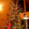 Paul-David Gagnon's Christmas tree from Canada