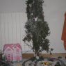 Jimena,a,s's Christmas tree from Madrid, España