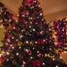 Ben Randles's Christmas tree from Bristol, England, United Kingdom