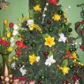 familia Salazar Ruiz's Christmas tree from Caracas, Venezuela