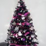 Iacona Pamela's Christmas tree from Belgique