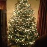Taylor Tree's Christmas tree from Sebastian, FL, USA