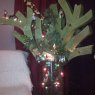 chantal 's Christmas tree from apt, france