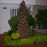 LUZ MYRIAN LONDOÑO ABDERRASMAN's Christmas tree from CARTAGO VALLE COLOMBIA