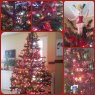 Caroline Simard's Christmas tree from Canada