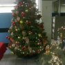 virginia's Christmas tree from minatitlan mexico