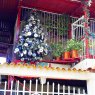 Sayara Nuñez's Christmas tree from Maracay, Aragua, Venezuela