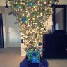 Árbol de Navidad de Peacock Tree (Salt Lake City, Utah, USA)