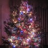 Weihnachtsbaum von Harvey Family Christmas Tree (Lake Worth, FL, USA)