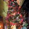 Gabriel's Christmas tree from Guatemala, Guatemala