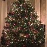 Hamilton Tree's Christmas tree from Milford Connecticut