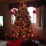 Susan Druckenmiller 's Christmas tree from Northampton PA, USA