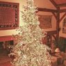 Twenty-two Foot Beauty's Christmas tree from Barrington, IL