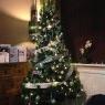 The sassy Tree's Christmas tree from Derby, England, U.K. 