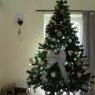 Louette's Christmas tree from Miniac morvan , France