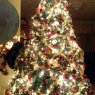 Dennis Olson's Christmas tree from Cranston, Rhode Island