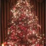 Jonathan Harvey's Christmas tree from Lake Worth, FL, USA