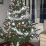 CoenChris's Christmas tree from Binche,Belgique