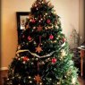 Sampson's Christmas tree from Tacoma, WA, USA