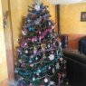 cane christel's Christmas tree from la londe les maures , france