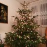 Erika's Christmas tree from Kosice, Slovakia, Europe 