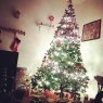 magic home's Christmas tree from pisa, italia