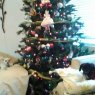 dogs and cats Marilyn - Elvis's Christmas tree from Lancaster ca