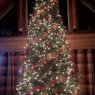 Sapin de Noël de Dupont Cabin Christmas Tree (Newfoundland, Whitbourne )
