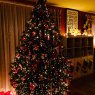 Putzeys Stefan's Christmas tree from Belgique, Andenne