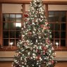 Sapin de Noël de DuBeau Christmas Tree (Mansfield, Massachusetts, USA)