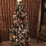 Finch's Christmas tree from Banstead, Surrey, uk 