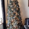 Atlas Cedar's Christmas tree from England UK