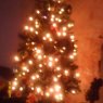 Grace's Christmas tree from Ciudad de México