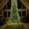 Barnes Family's Christmas tree from Rushville, IN, USA