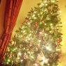 OReilly's Christmas tree from Ireland