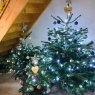 Lili 's Christmas tree from Vesoul France 