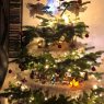 Angelique 's Christmas tree from Villenave d?ornon (Bordeaux)