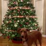 Emily Kaminsky's Christmas tree from North Carolina, USA