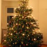 Phil's Christmas tree from Berlin, Germany