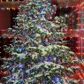 Clayton Jacobson 3rd 's Christmas tree from Parker Arizona USA 