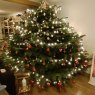 Andreas Kavas's Christmas tree from Offingen, Deutschland
